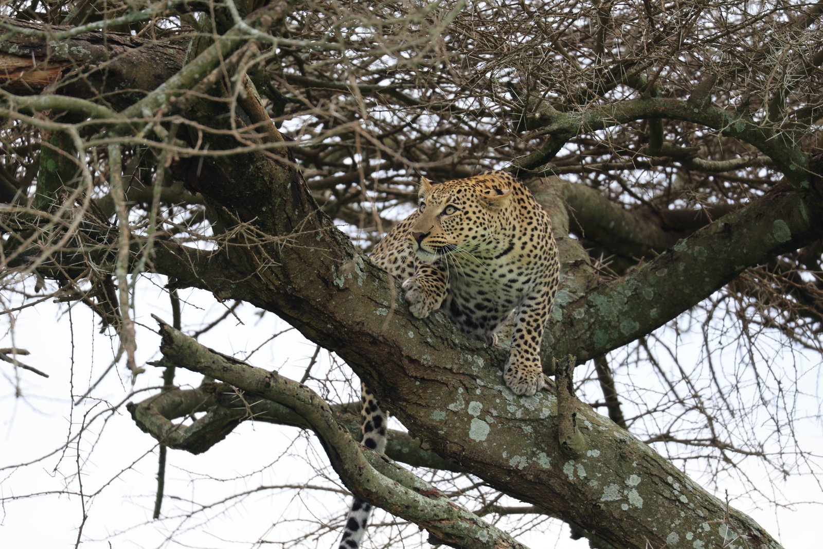 Safaris