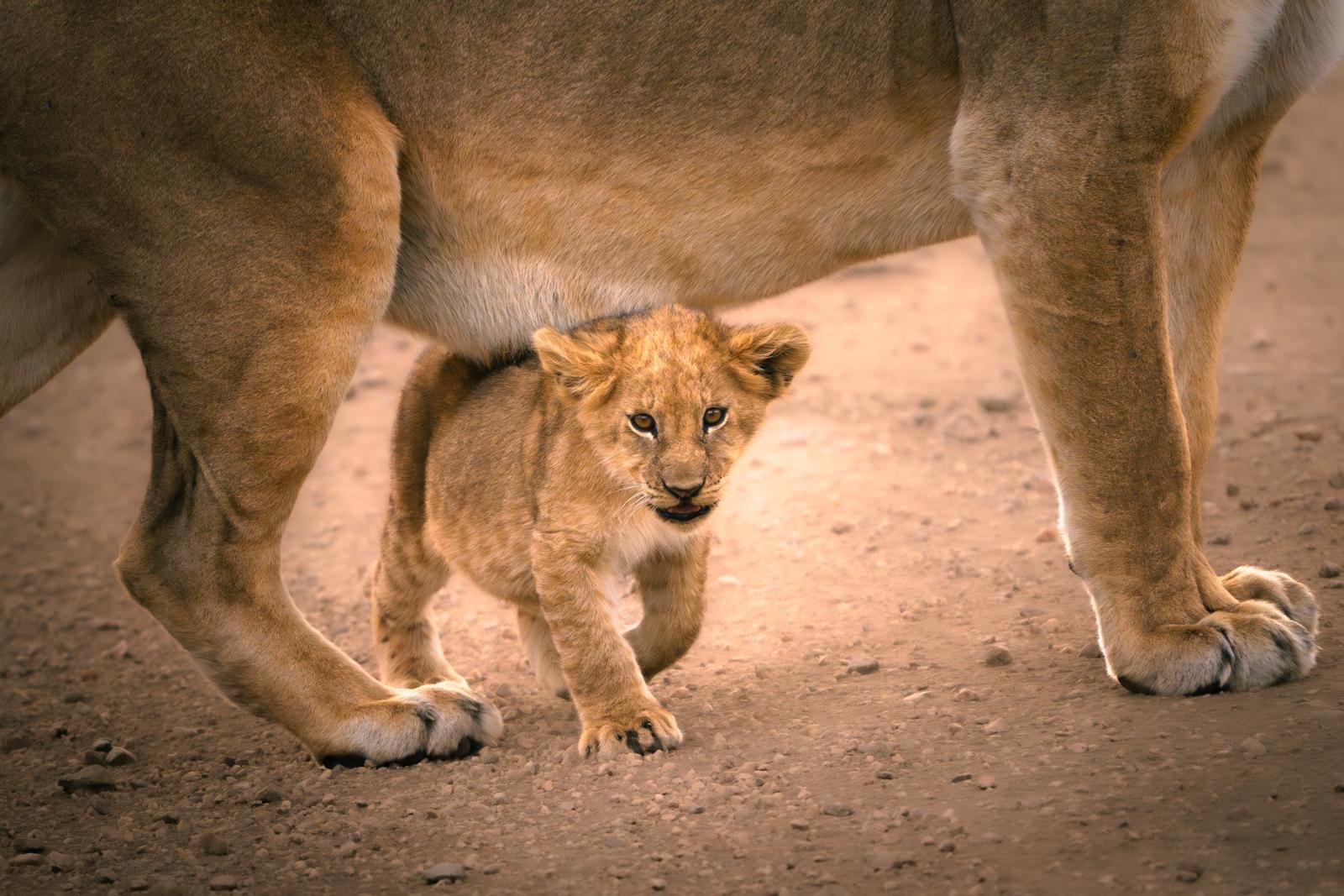 Serengeti National Park