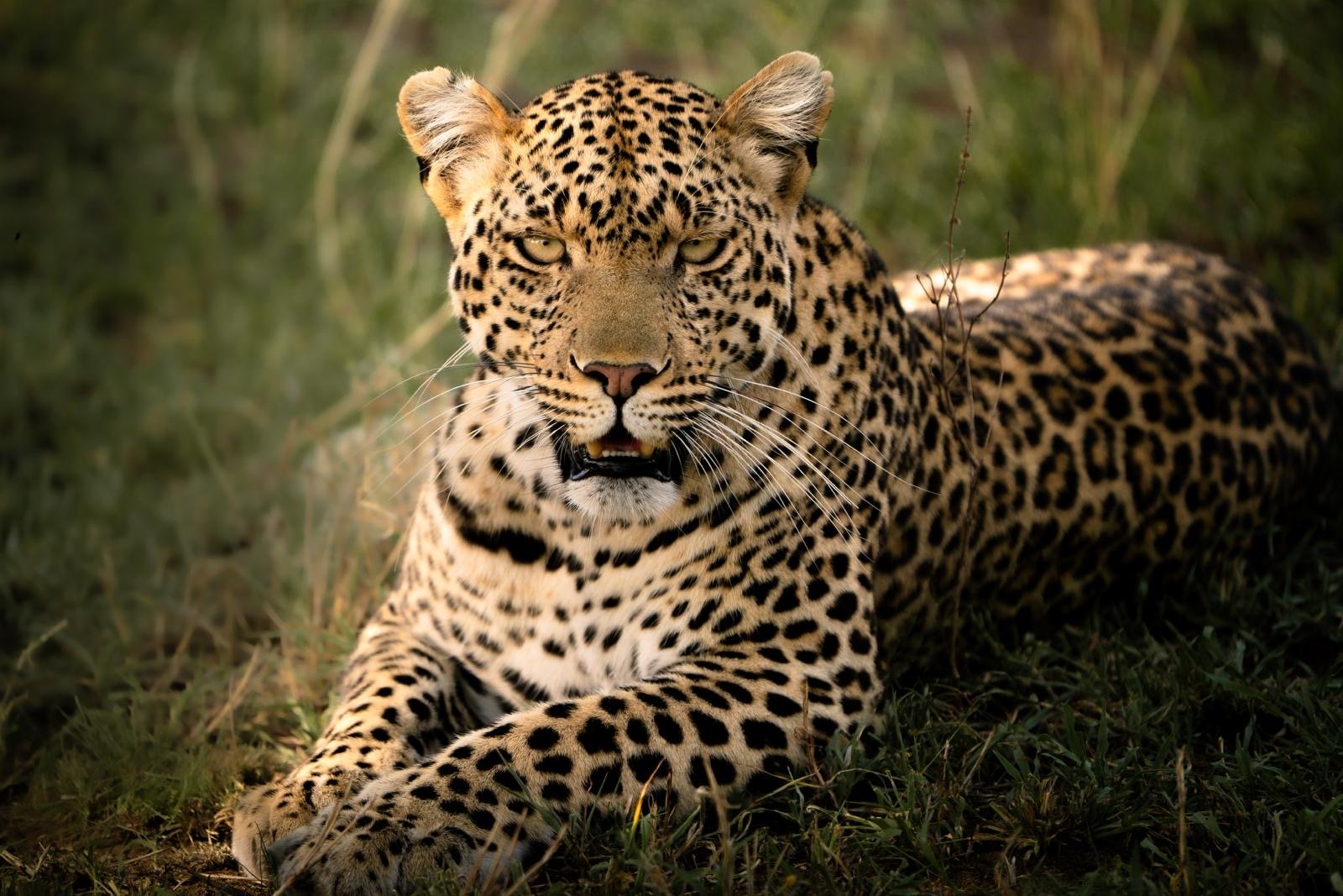 Ruaha