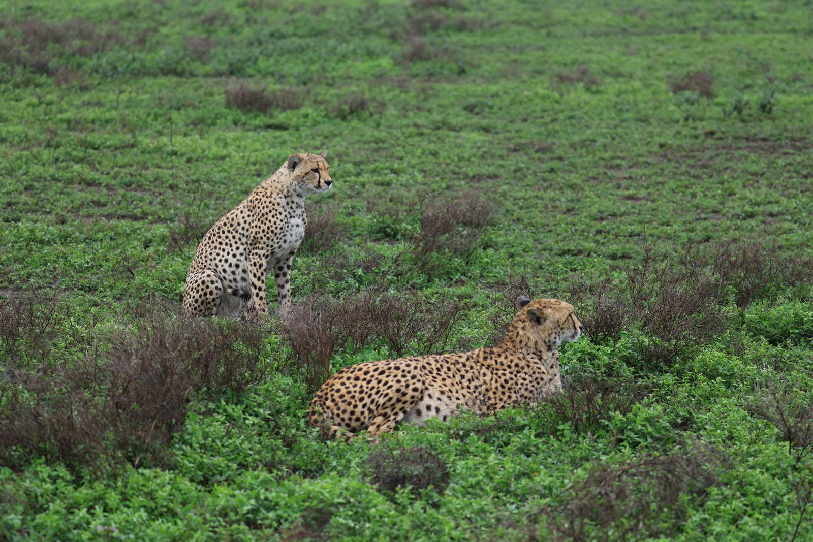 Green season birdlife and quieter travel