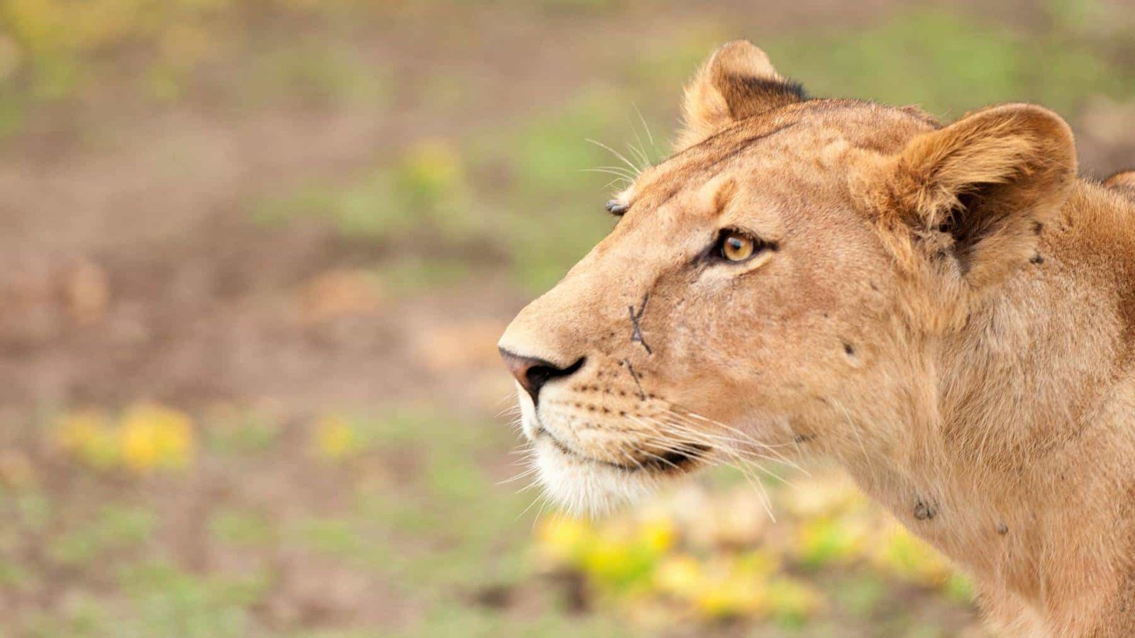 Nyerere National Park