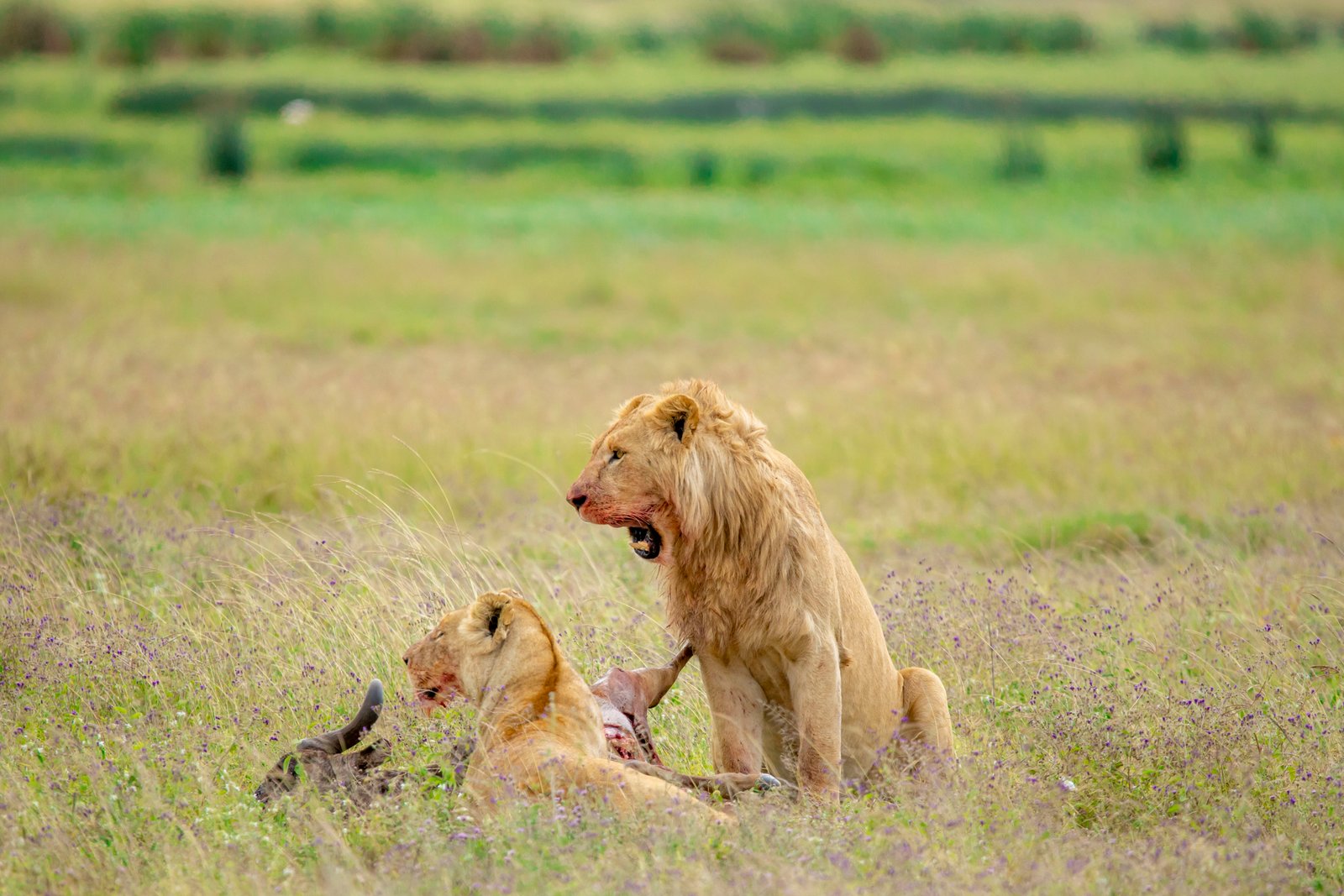Ruaha