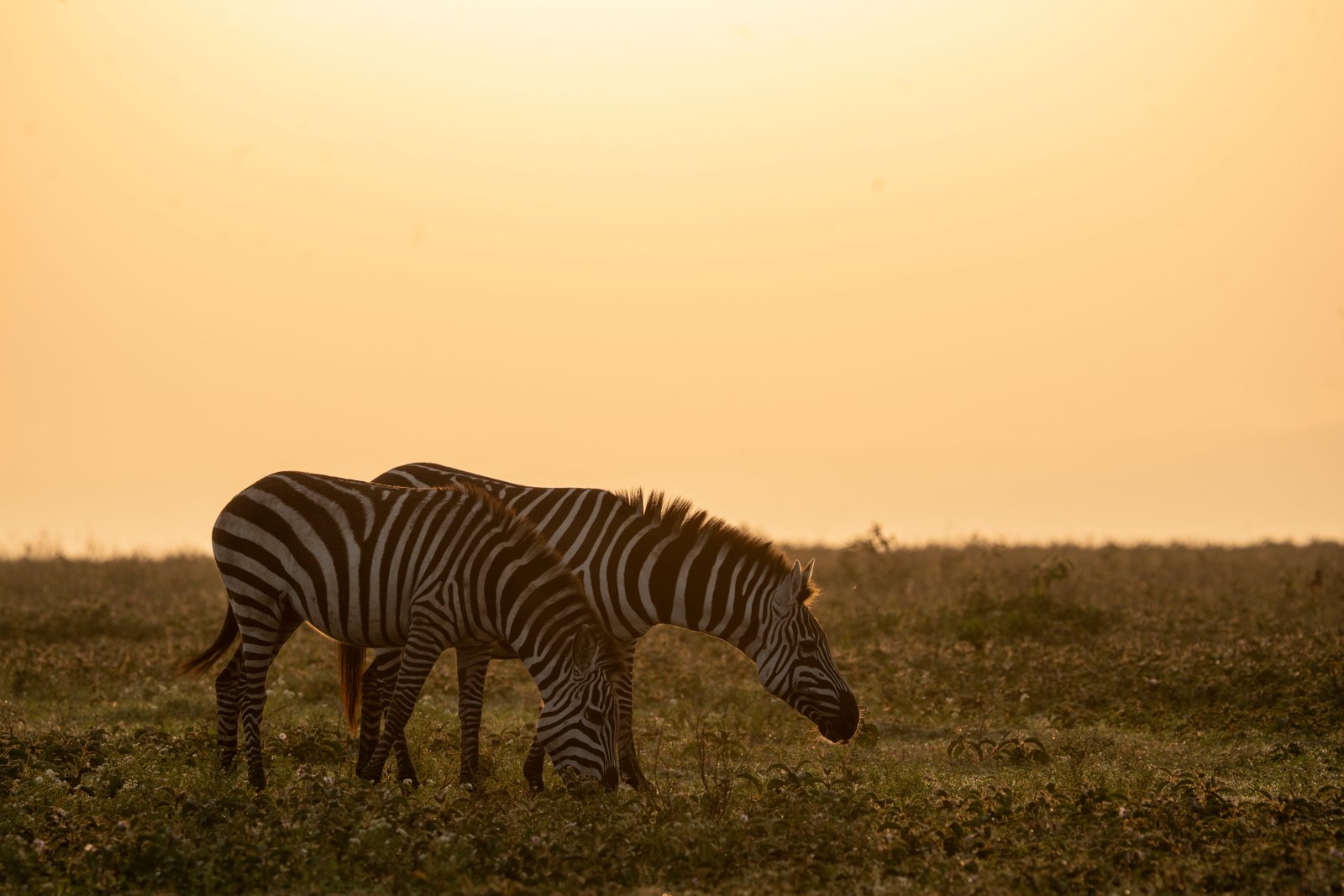 Peak calving around Ndutu