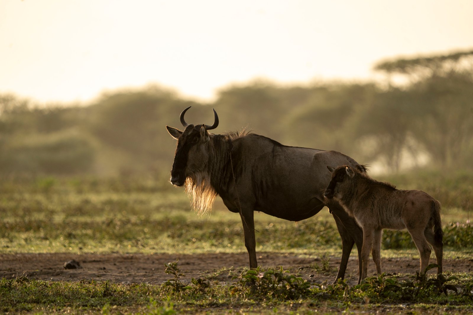 Calving Season Safari