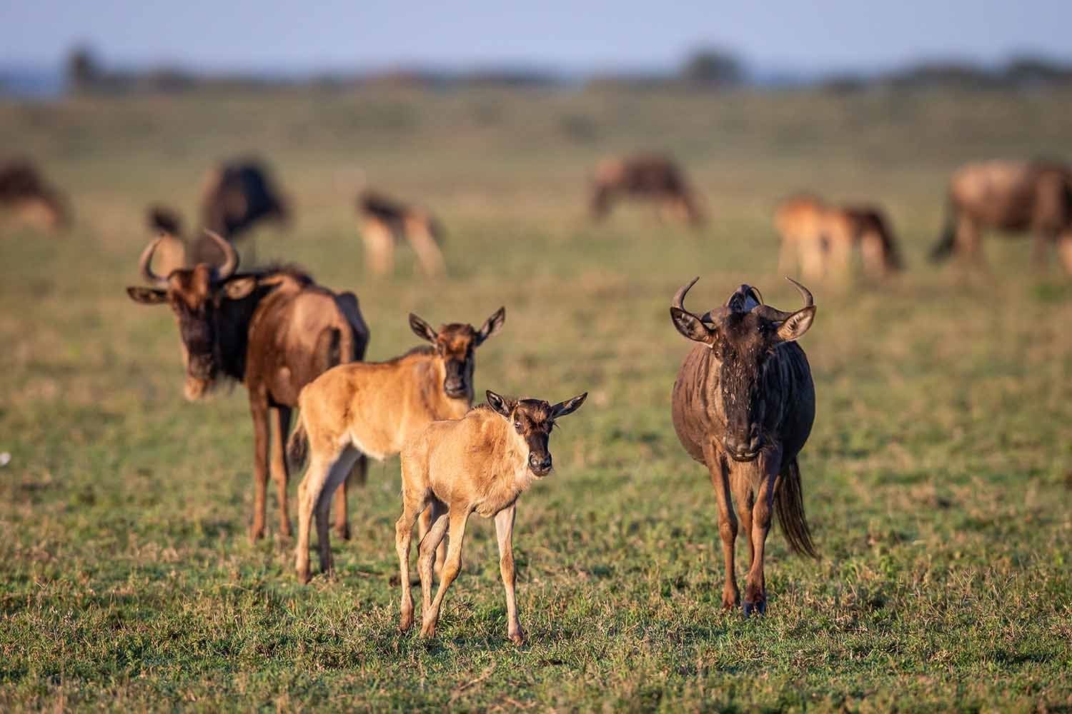 Ndutu Birth & Predator Signature