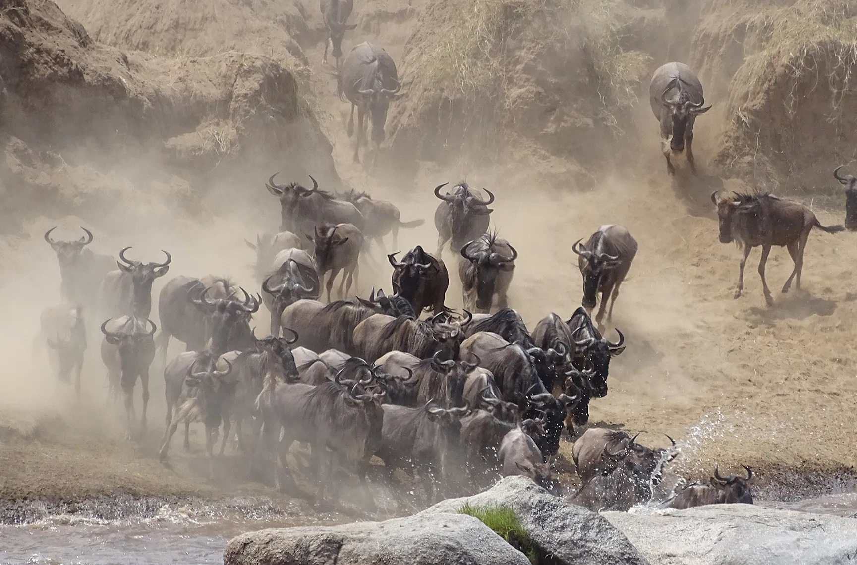Mara River Crossing Safari