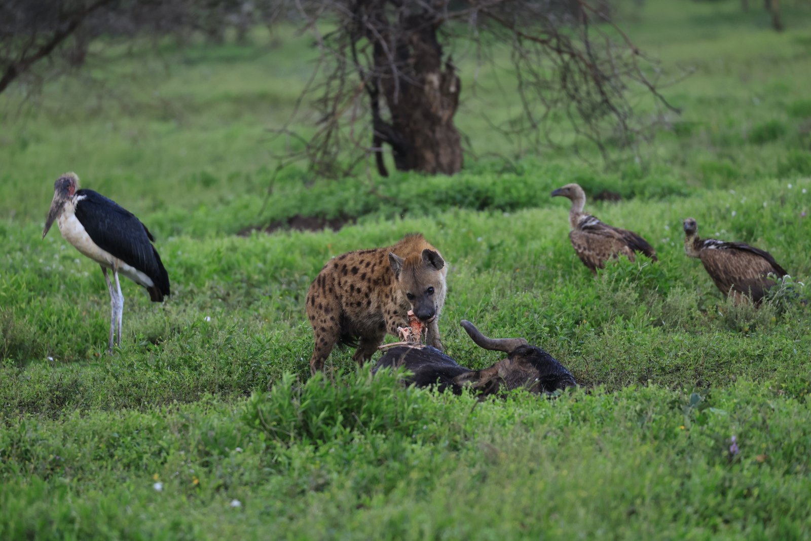 Excellent birding in the green season