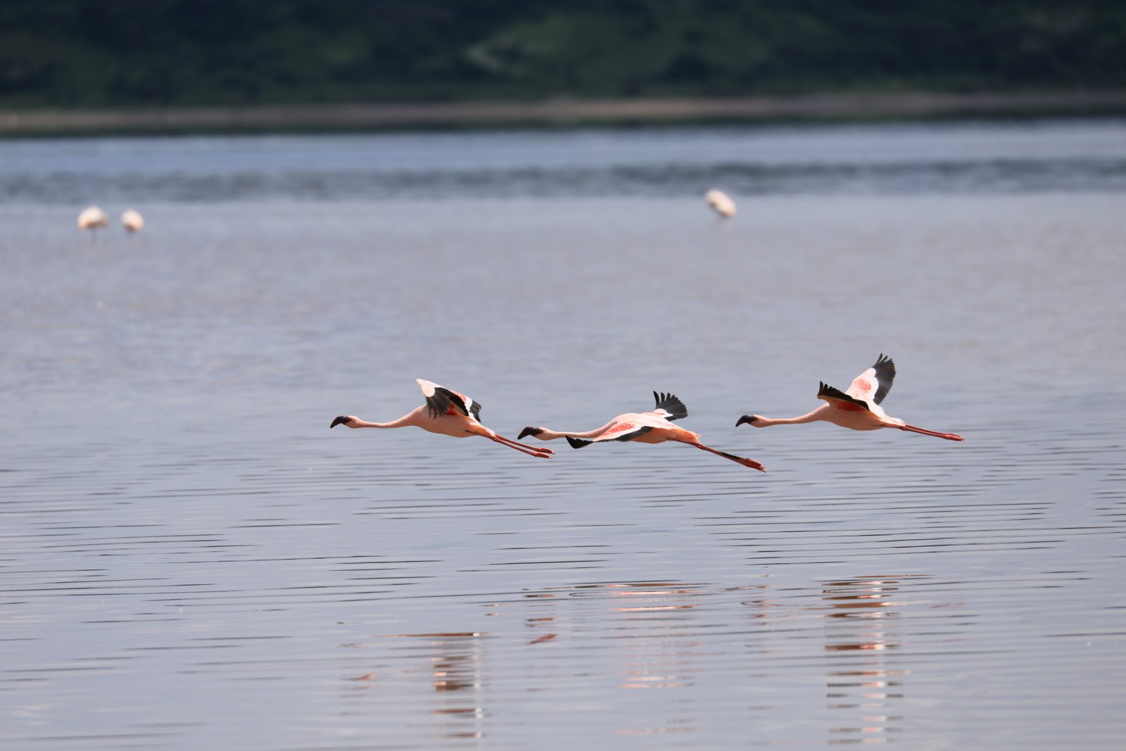 Lake Manyara National Park