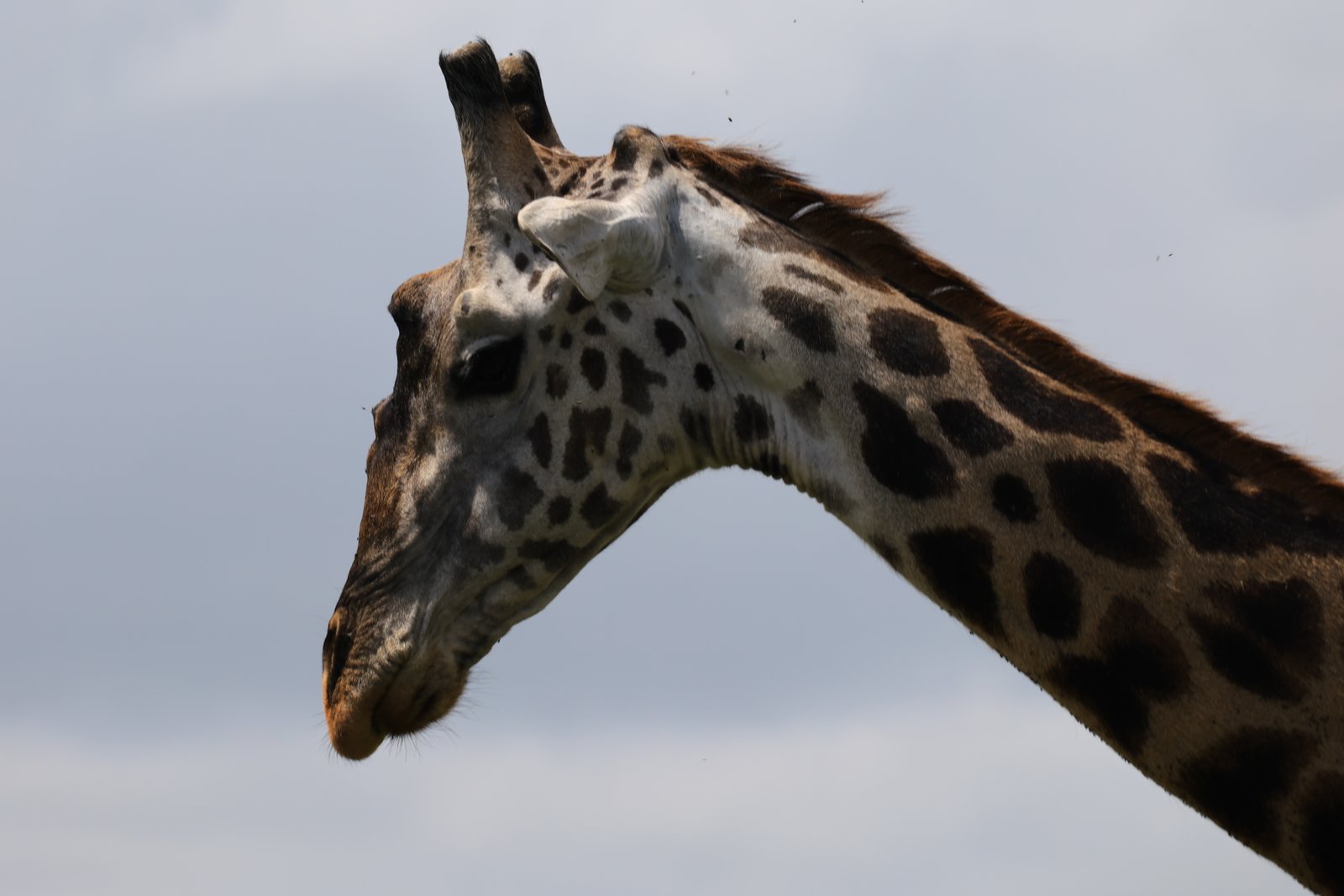 Access and safari logistics