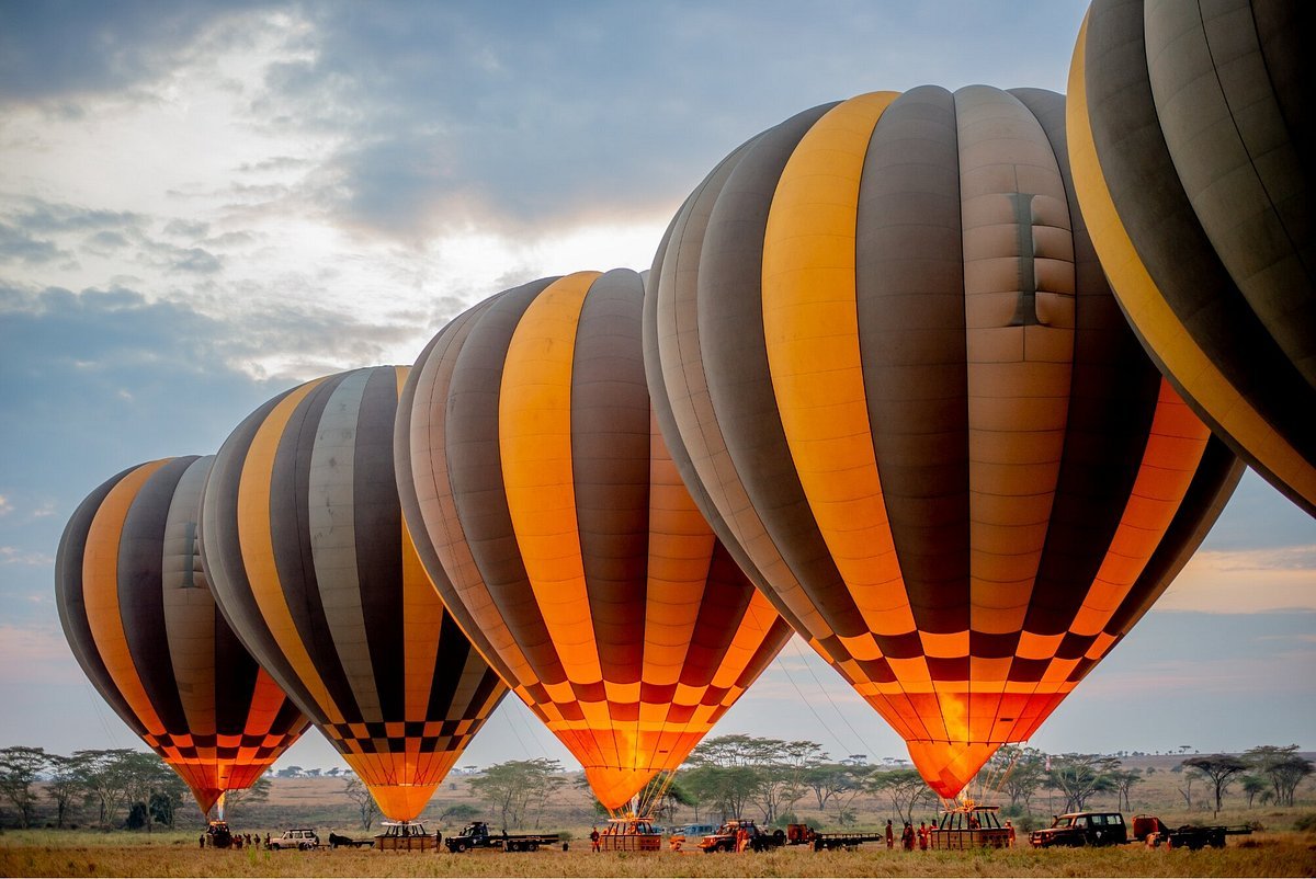 Aerial wildlife viewing