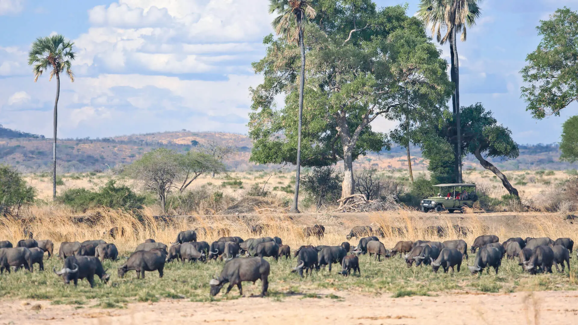 Lake Tanganyika safari setting
