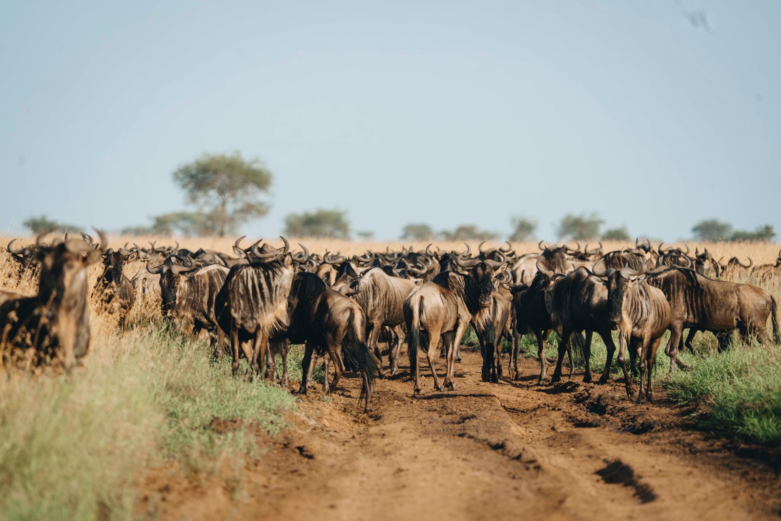 July to August: Mara River gathering points