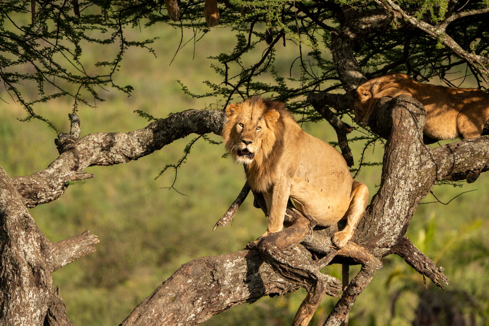 Best Time to Visit Tanzania