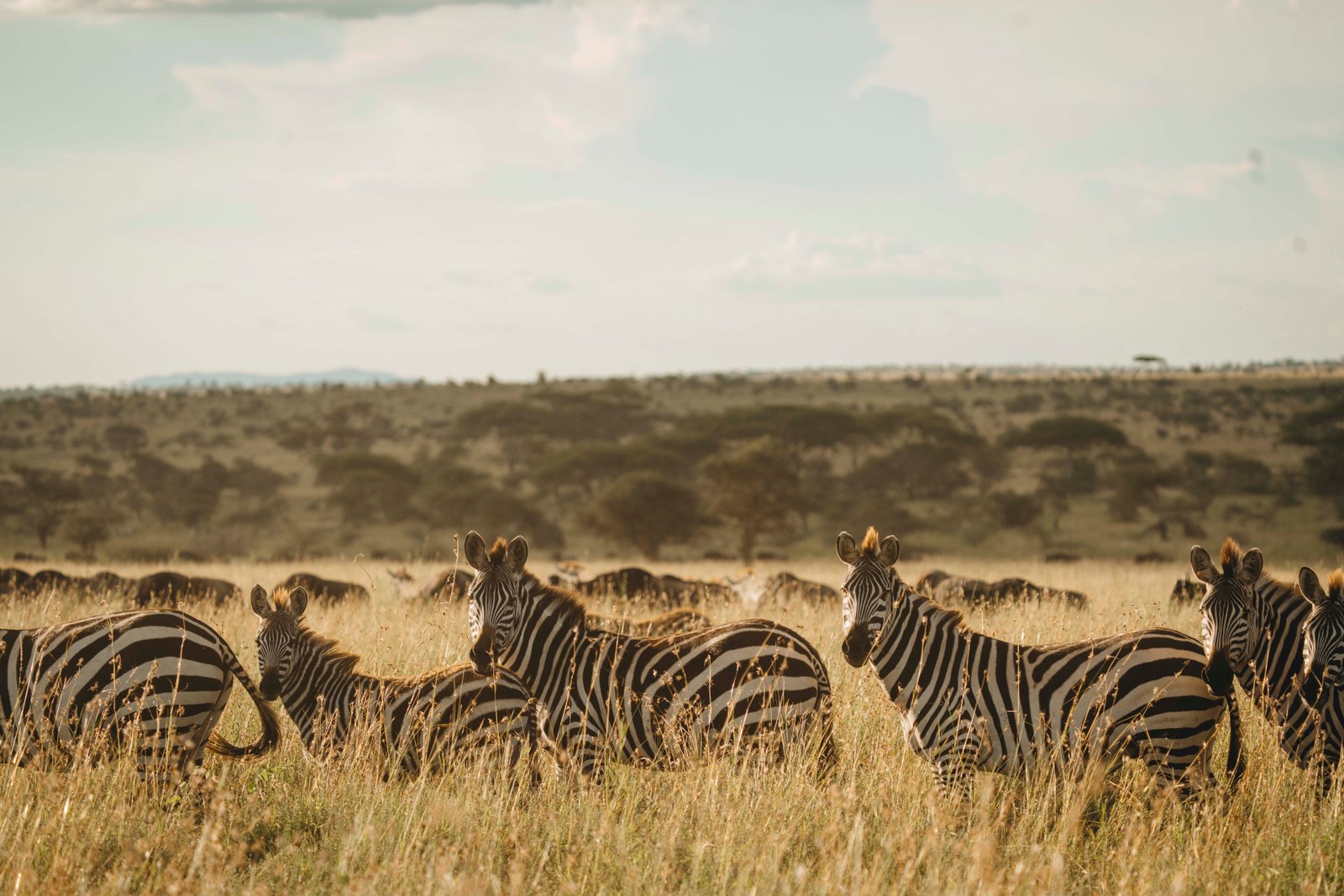 Predator action and short-grass grazing