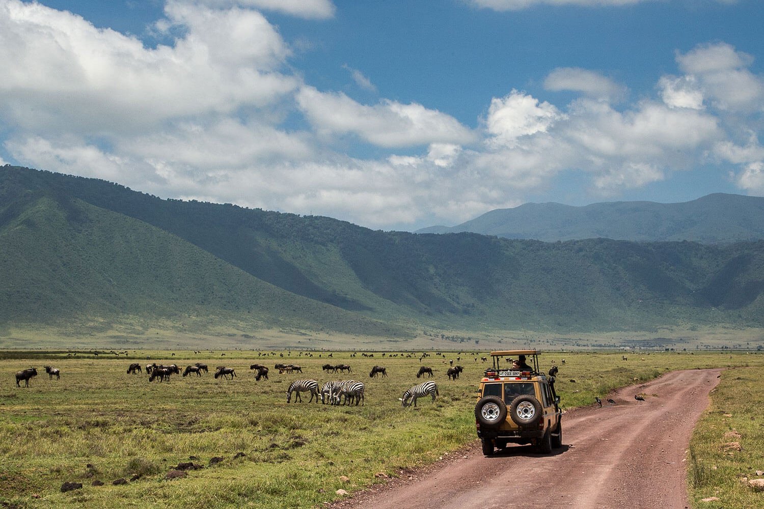 Rhino and predator viewing