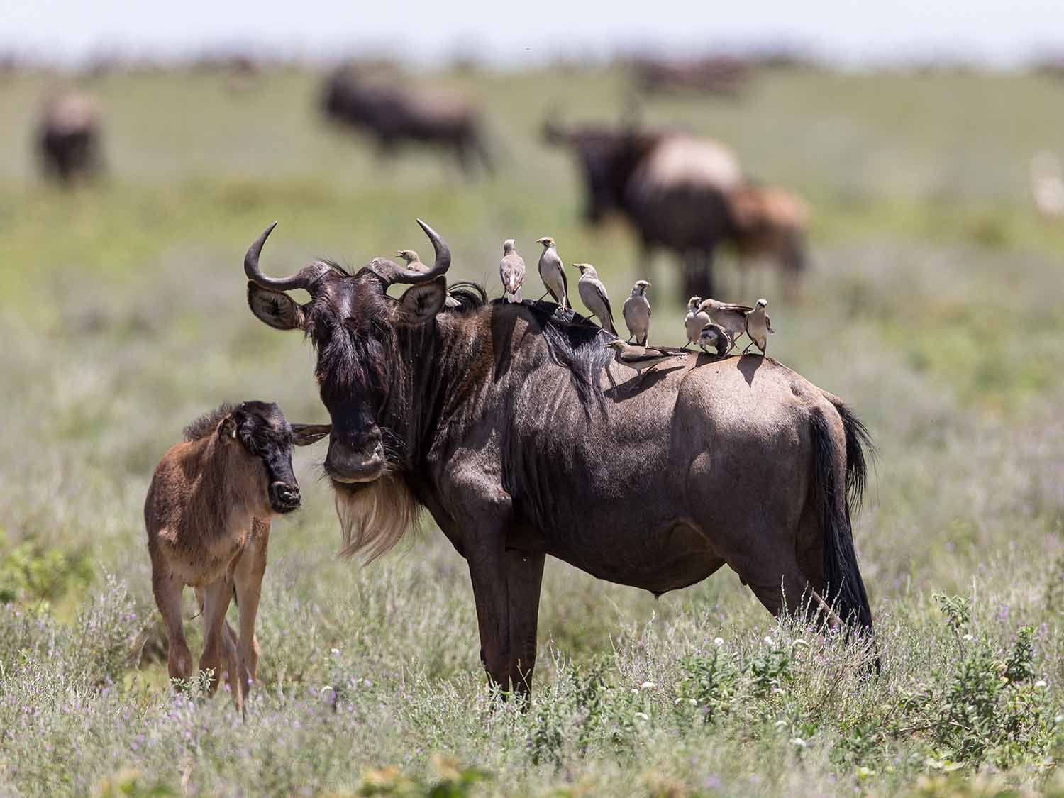 Calving Plains & Predators