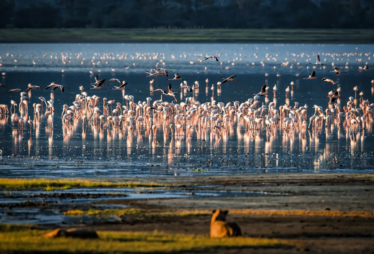 Elephants, baboons and forest wildlife