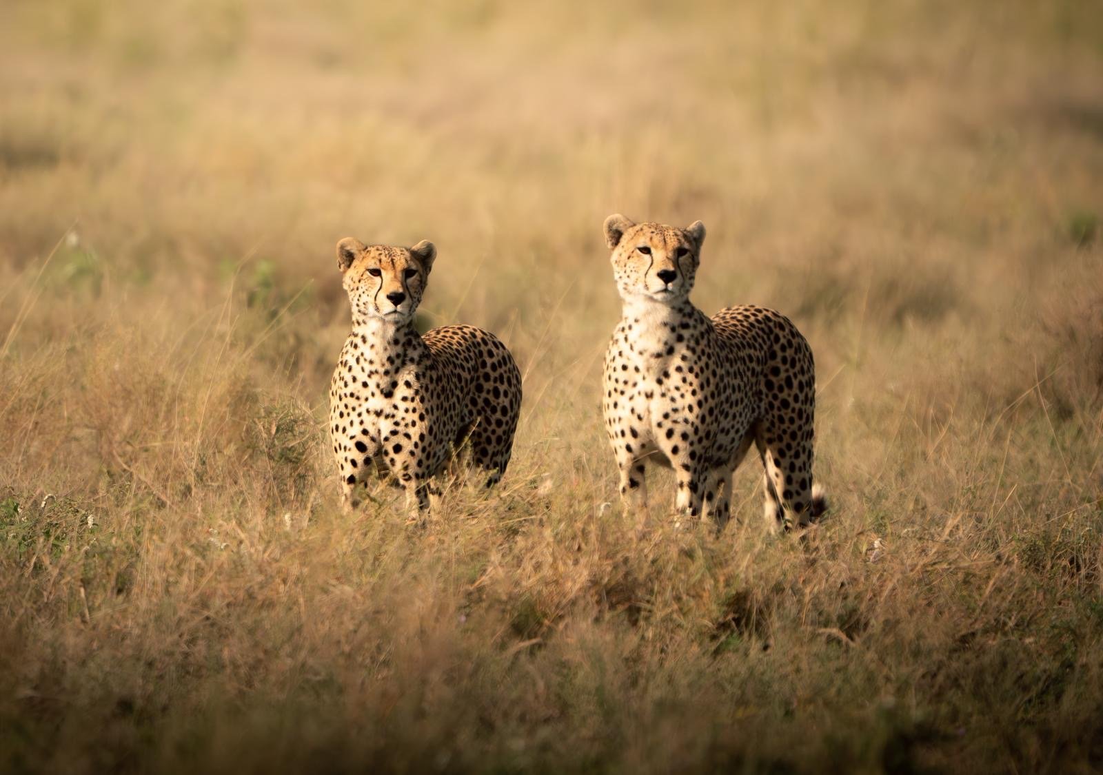 Big cats and year-round wildlife