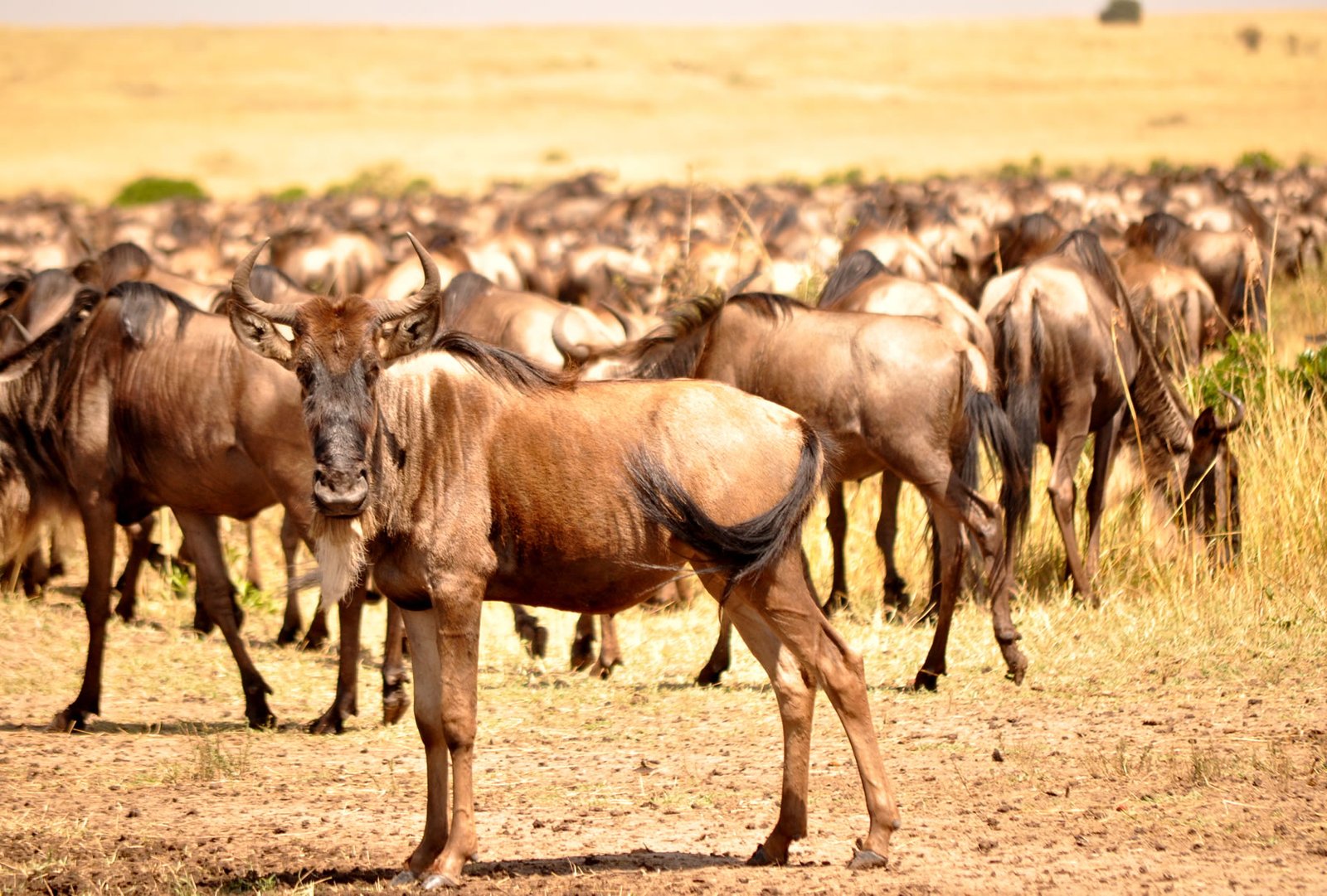 8-tägige Safari zur Kalbungszeit