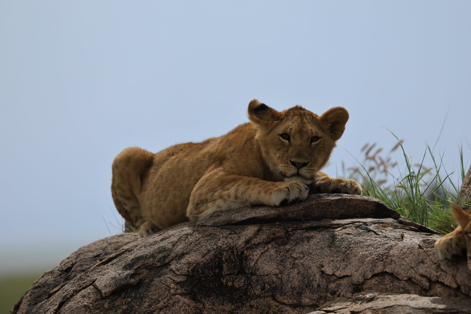 Baobabs, swamps, and varied scenery