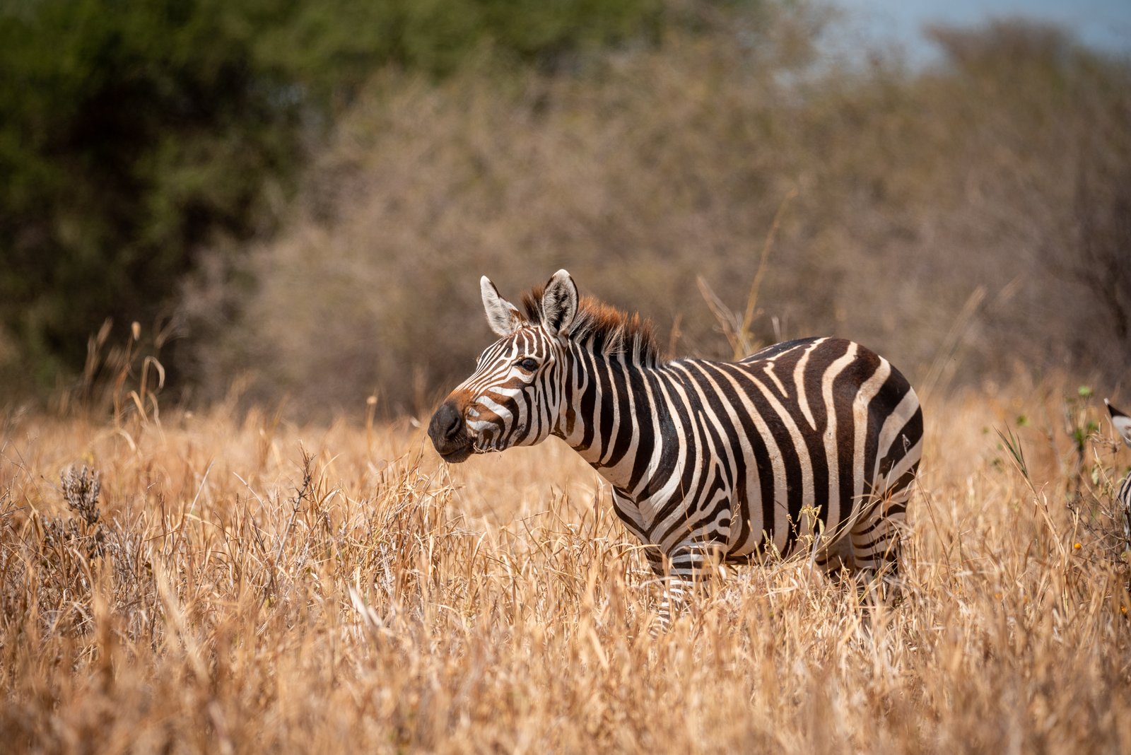 Tarangire Manyara Culture