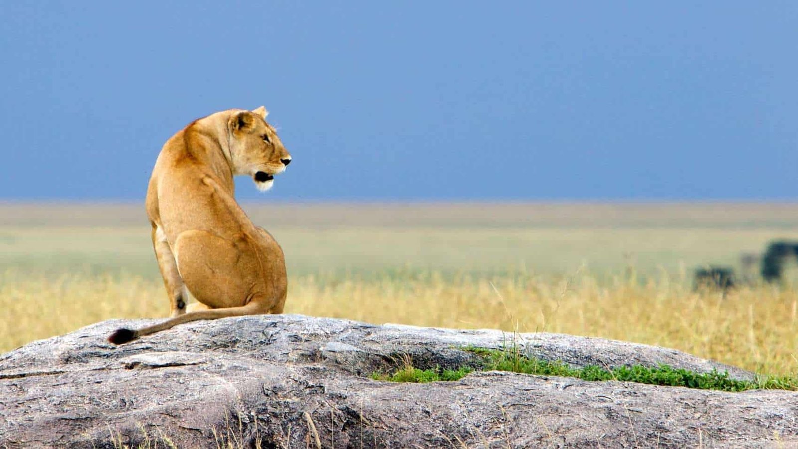 Access and safari routing