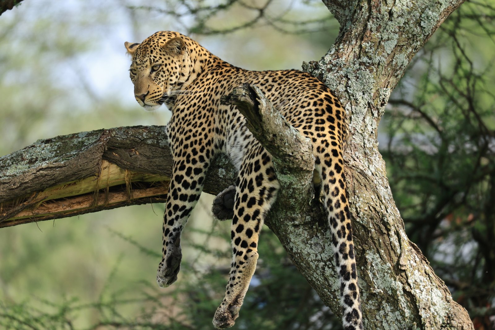 Serengeti Fly-In Luxury