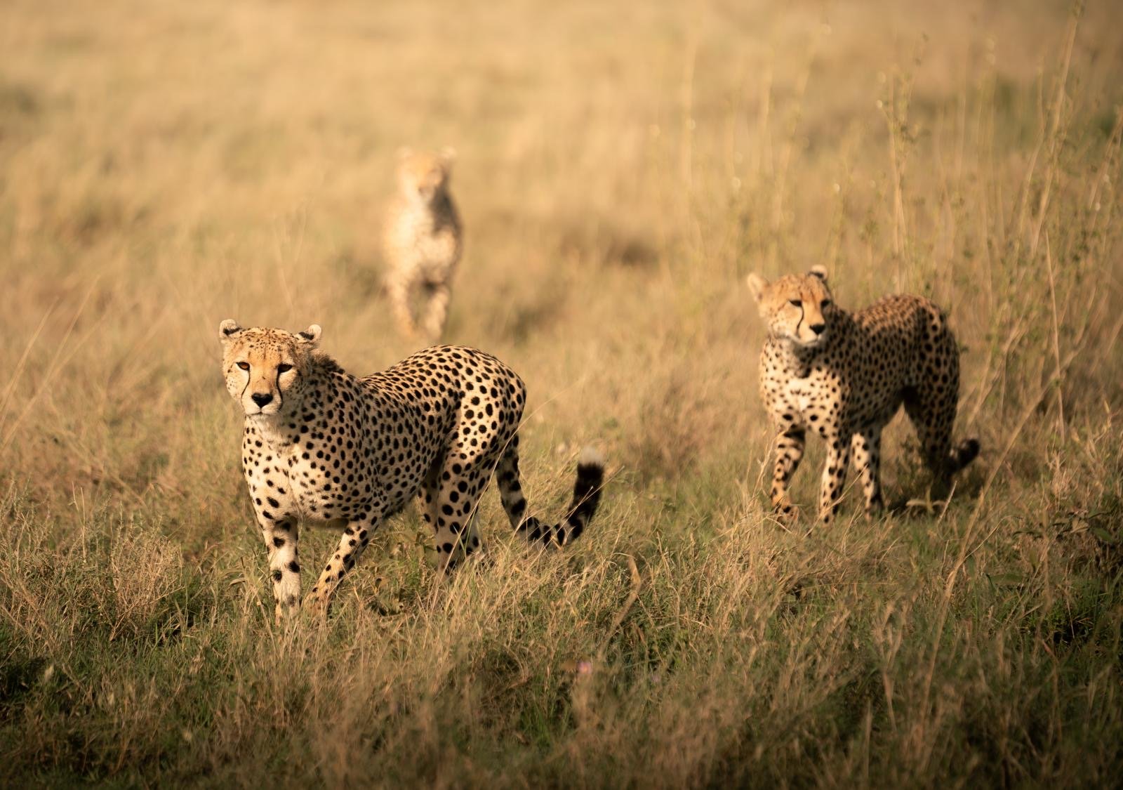 Northern Circuit Grand Safari