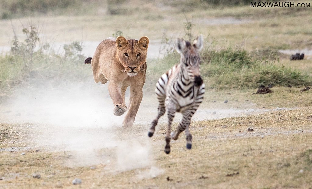 Everything you need to know about a safari in Tanzania