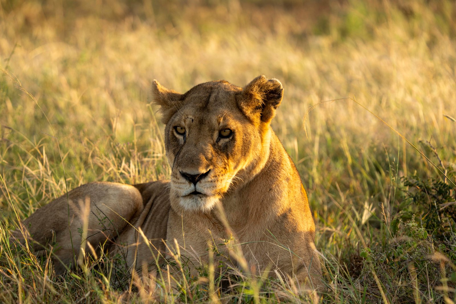 Crater Highlands & Serengeti Explorer