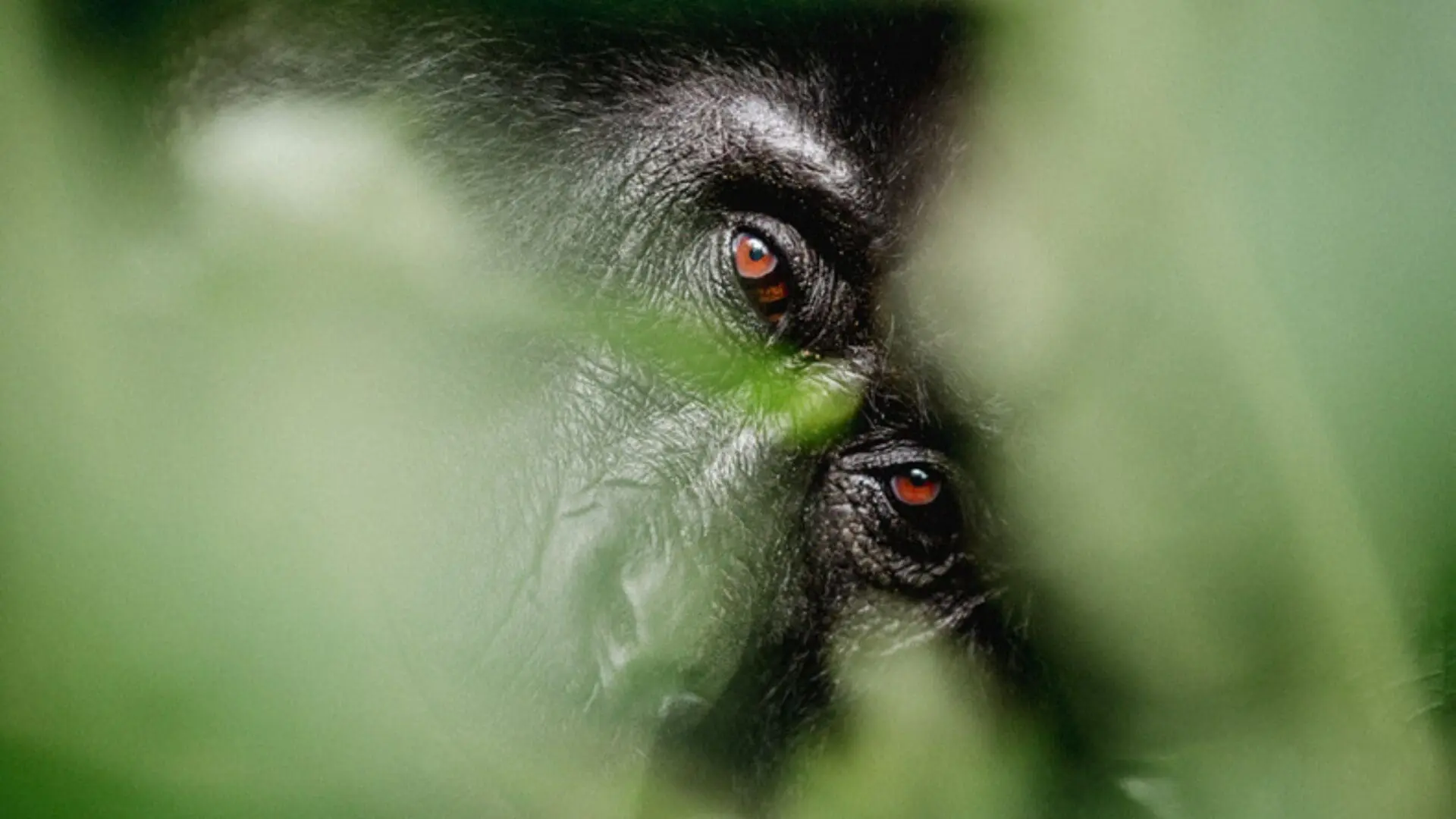 Western Tanzania Primate & Wilderness