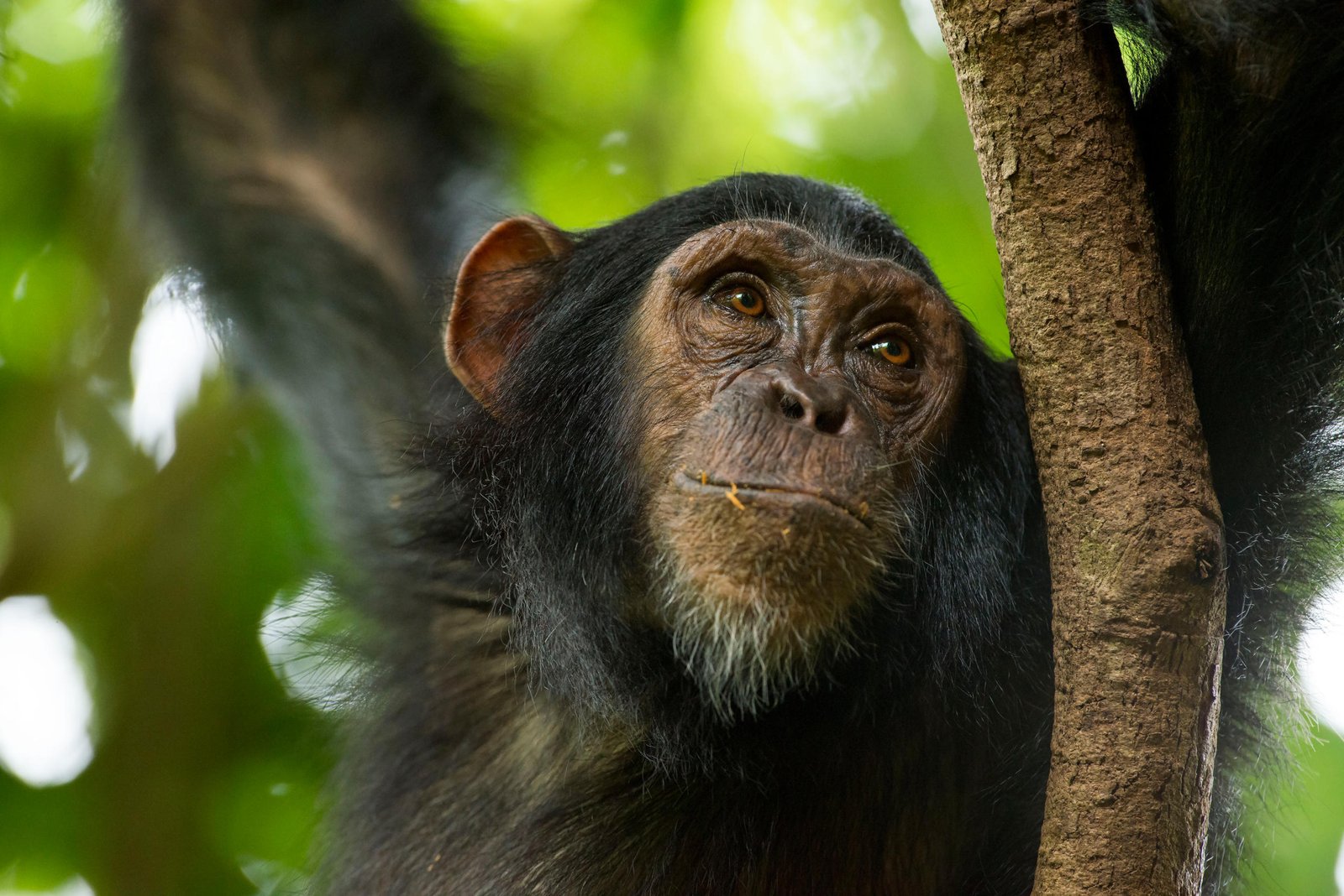 Western Tanzania Chimpanzee Trek