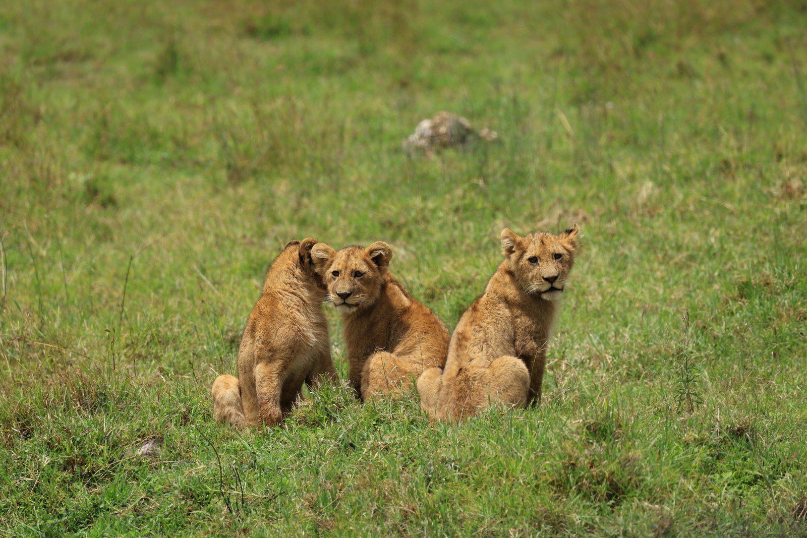 Savanna & Crater Adventure