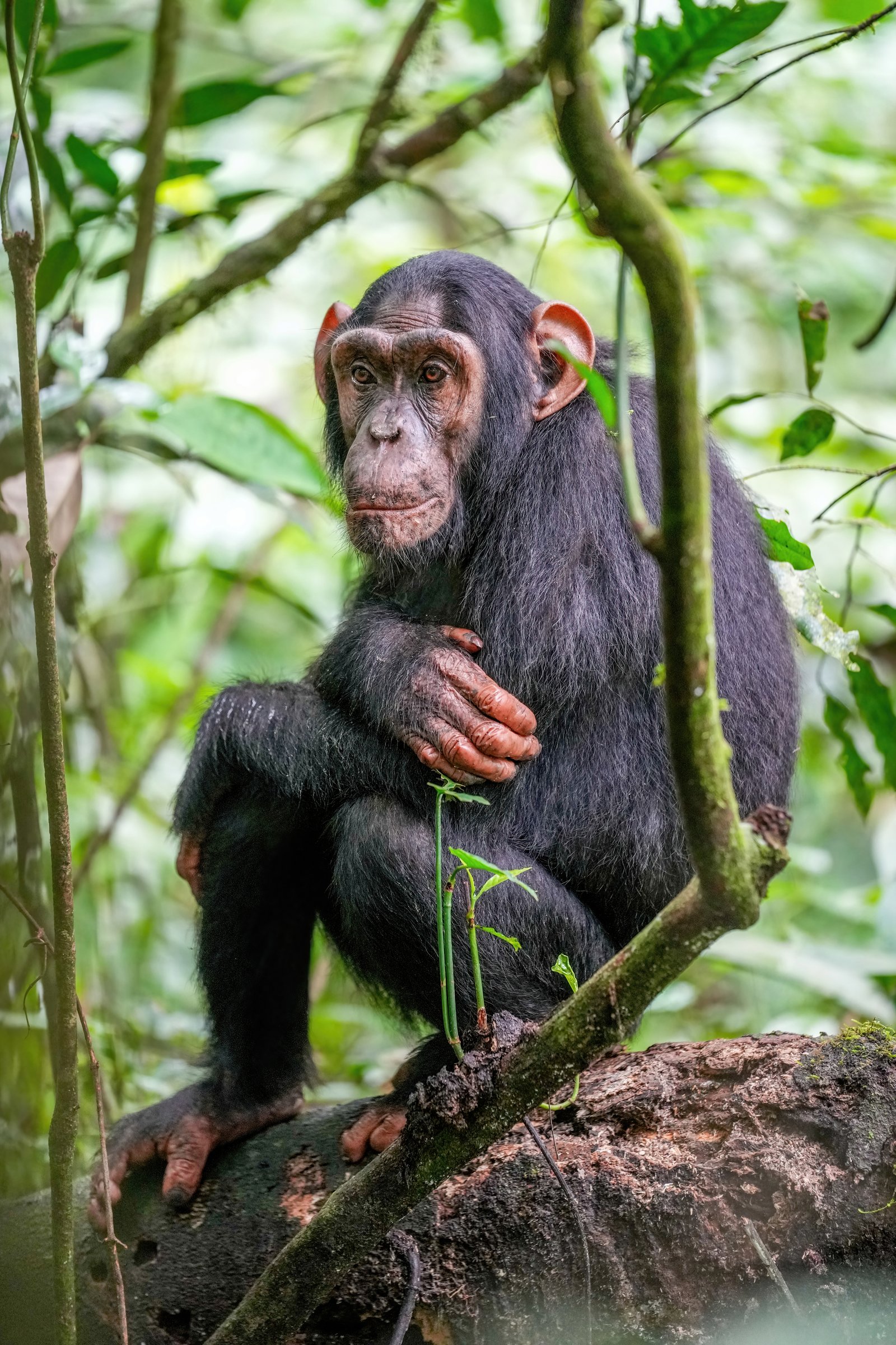 Western Tanzania Wilderness & Chimps