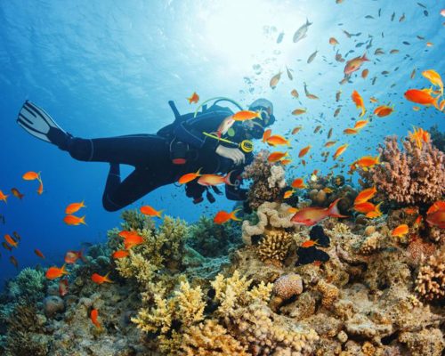 Zanzibar diving safaris with Raiyo Safaris Zanzibar diving safaris with Raiyo Safaris