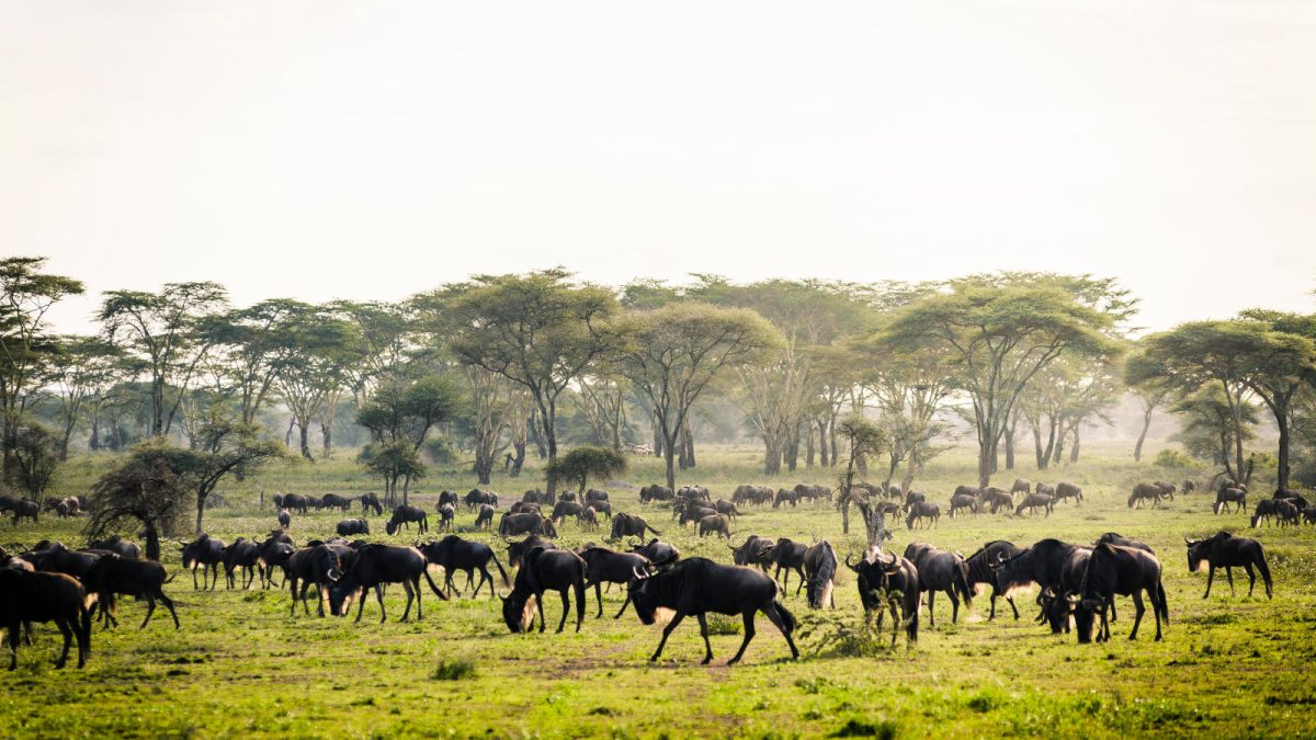 8-Day Serengeti Safari & Zanzibar