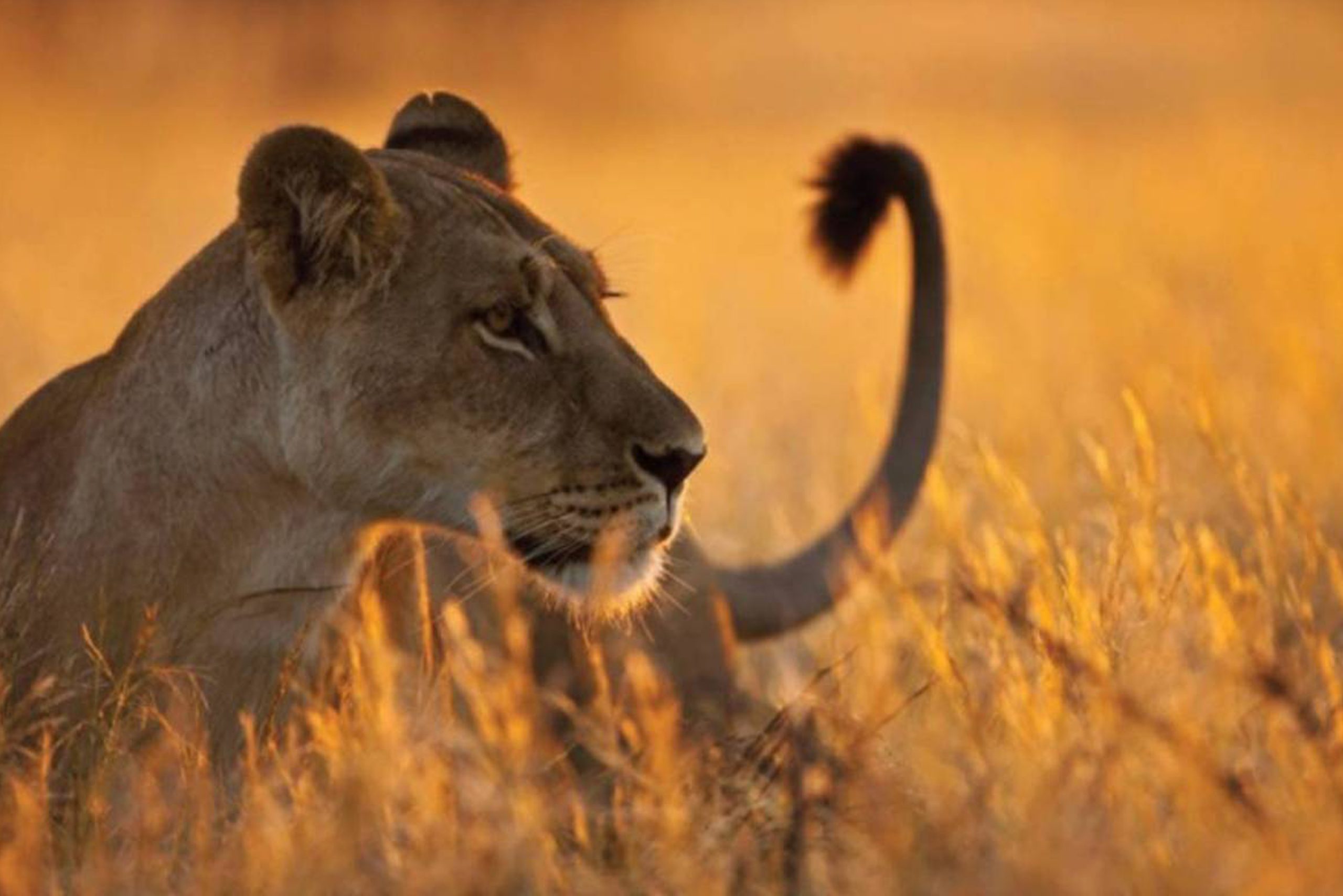 8-Day Soul of Tanzania Itinerary - Luxury