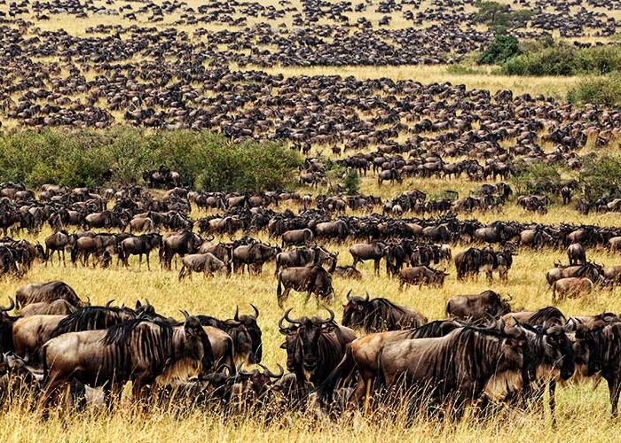 7-Day Journey of the Wildebeest Tour - High End